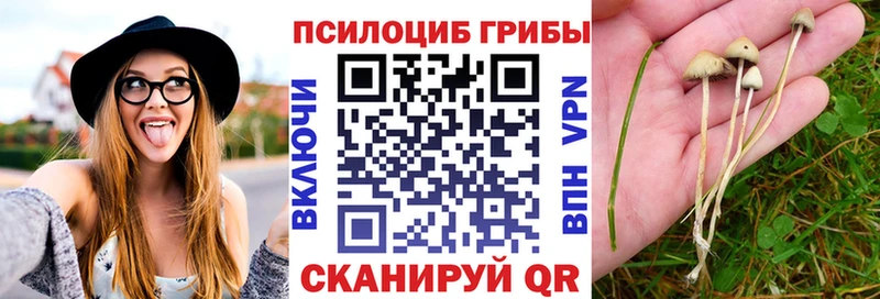 blacksprut сайт  Юрьев-Польский  Псилоцибиновые грибы Psilocybine cubensis 